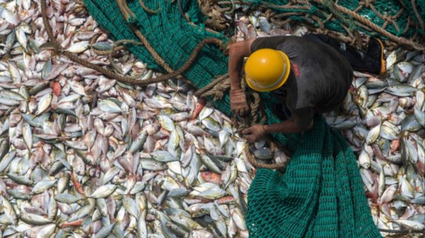 Balancing Fisheries Subsidies and Marine Protection in Indonesia Challenges and Strategies