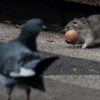 Paris Takes Steps to Hide Rats During the Olympic Games