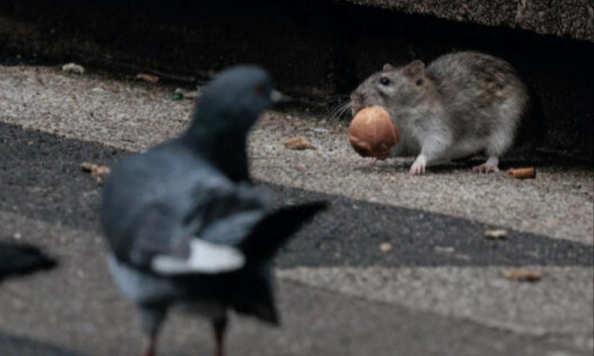 Paris Takes Steps to Hide Rats During the Olympic Games