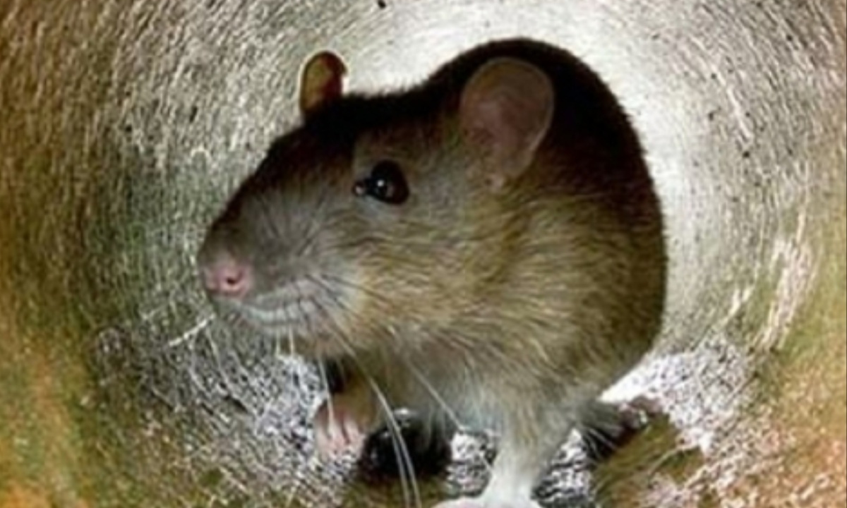 Paris Takes Steps to Hide Rats During the Olympic Games