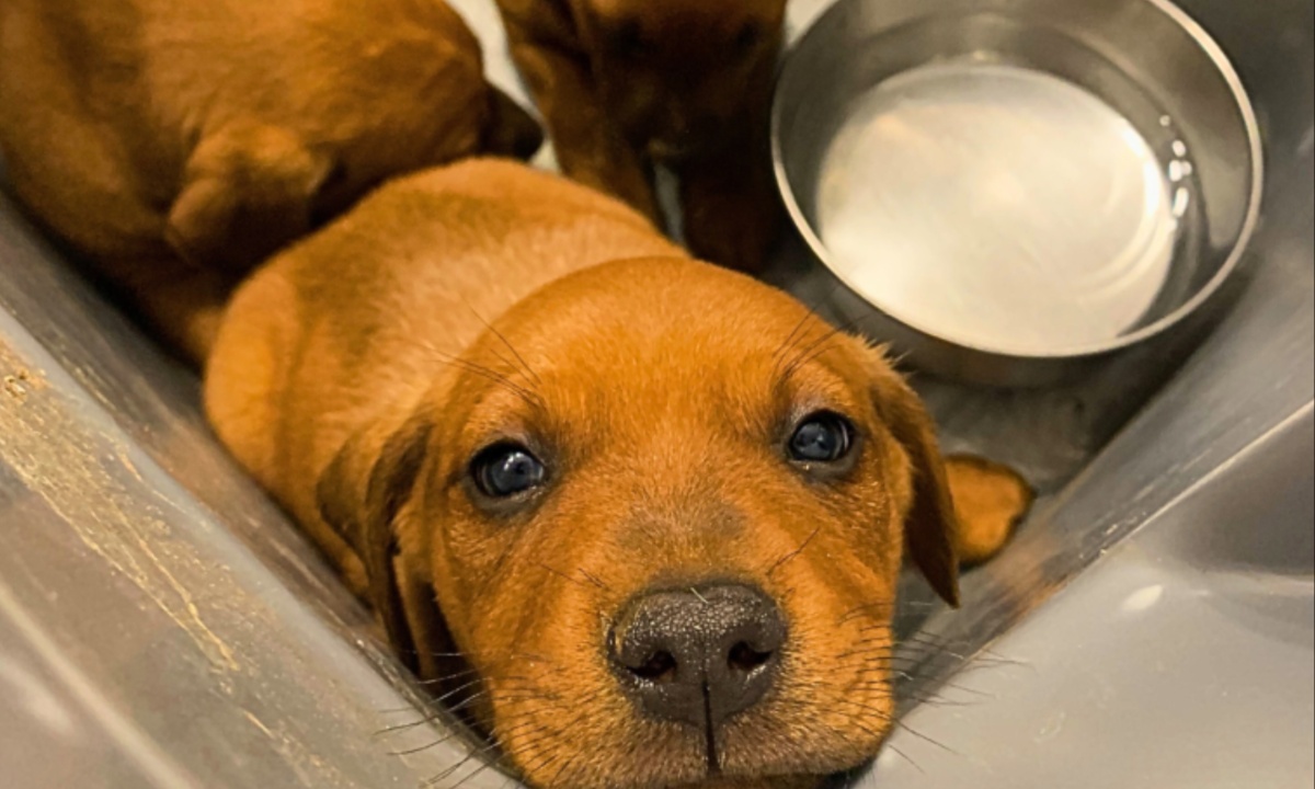 Puppies Rescued from Hot Box Now Safe and Seeking New Homes