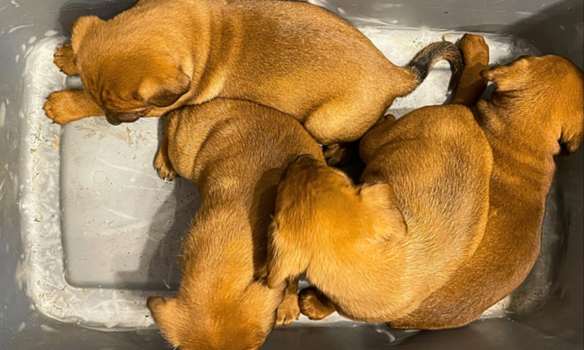 Puppies Rescued from Hot Box Now Safe and Seeking New Homes