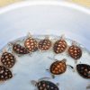 Woman Arrested in Vermont for Smuggling 29 Endangered Turtles to Canada by Kayak