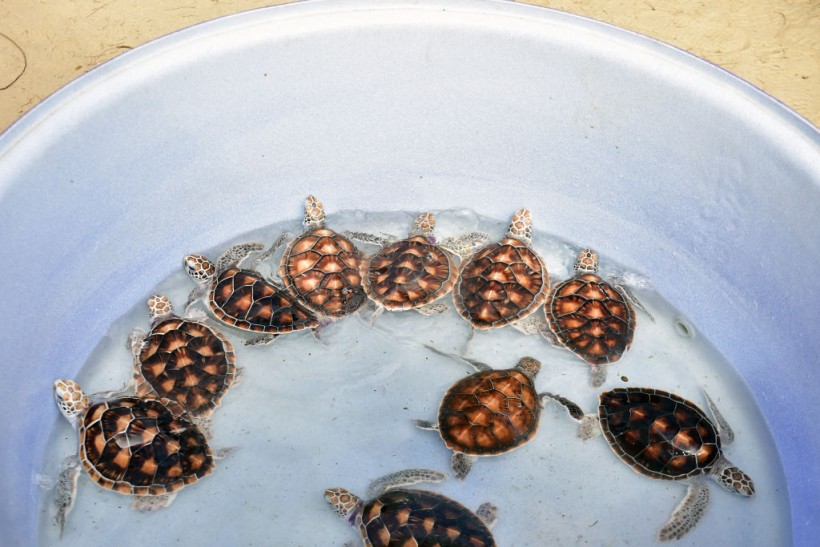 Woman Arrested in Vermont for Smuggling 29 Endangered Turtles to Canada by Kayak