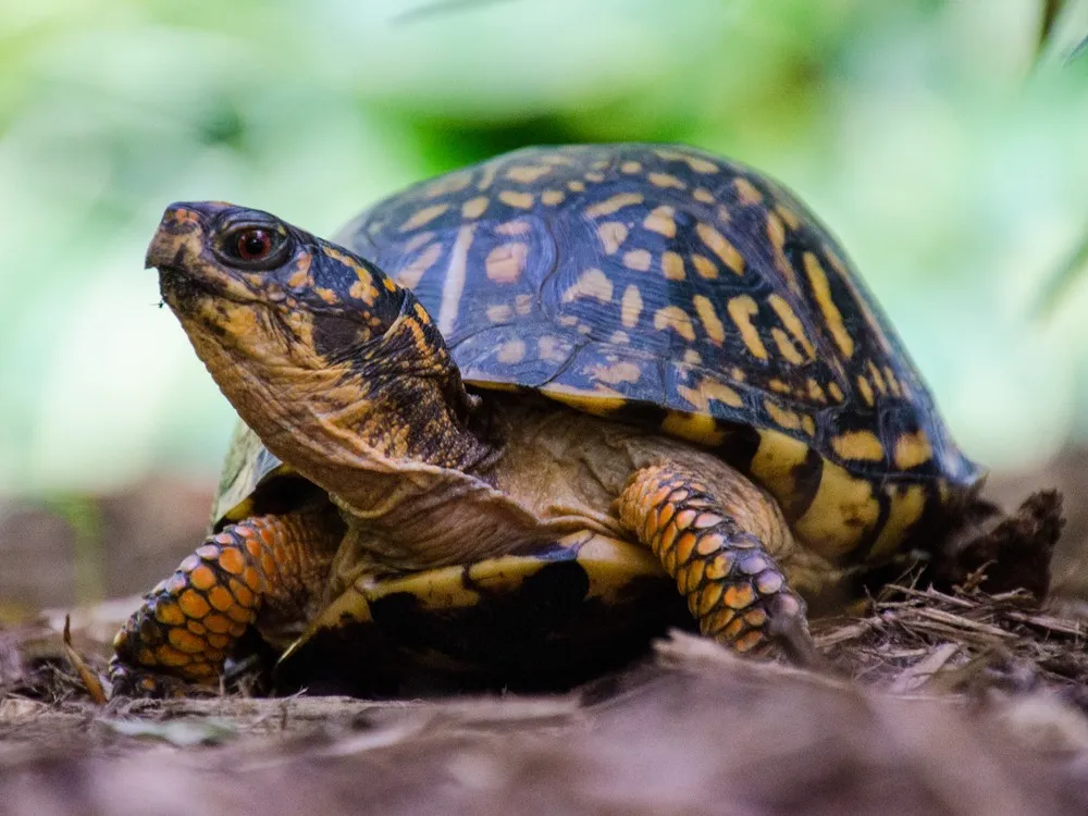 Woman Arrested in Vermont for Smuggling 29 Endangered Turtles to Canada by Kayak