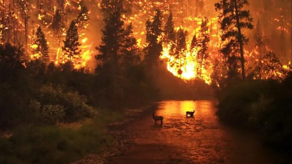 Pacific Crest Trail Faces Increased Wildfire Risks and Closures as Climate Change Alters Landscape