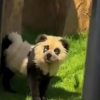 Chinese Zoo Faces Outrage After Visitors Discover “Pandas” Are Painted Dogs, Sparking Ethics Debate