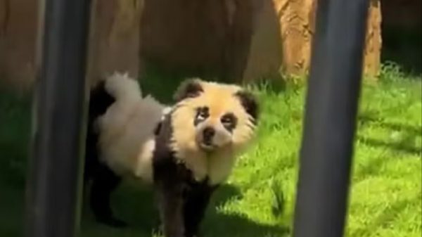 Chinese Zoo Faces Outrage After Visitors Discover “Pandas” Are Painted Dogs, Sparking Ethics Debate