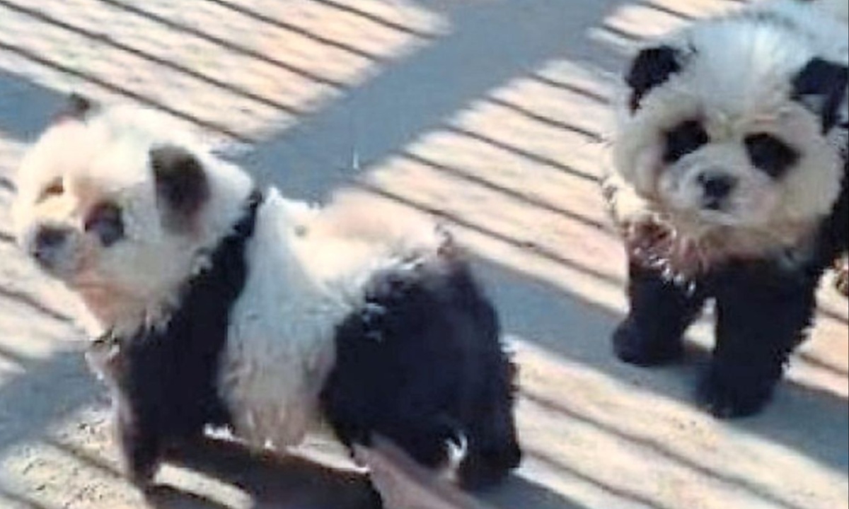 Chinese Zoo Faces Outrage After Visitors Discover “Pandas” Are Painted Dogs, Sparking Ethics Debate