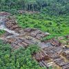 EU Faces Backlash Over Delay in Landmark Deforestation Law, Raising Climate Concerns