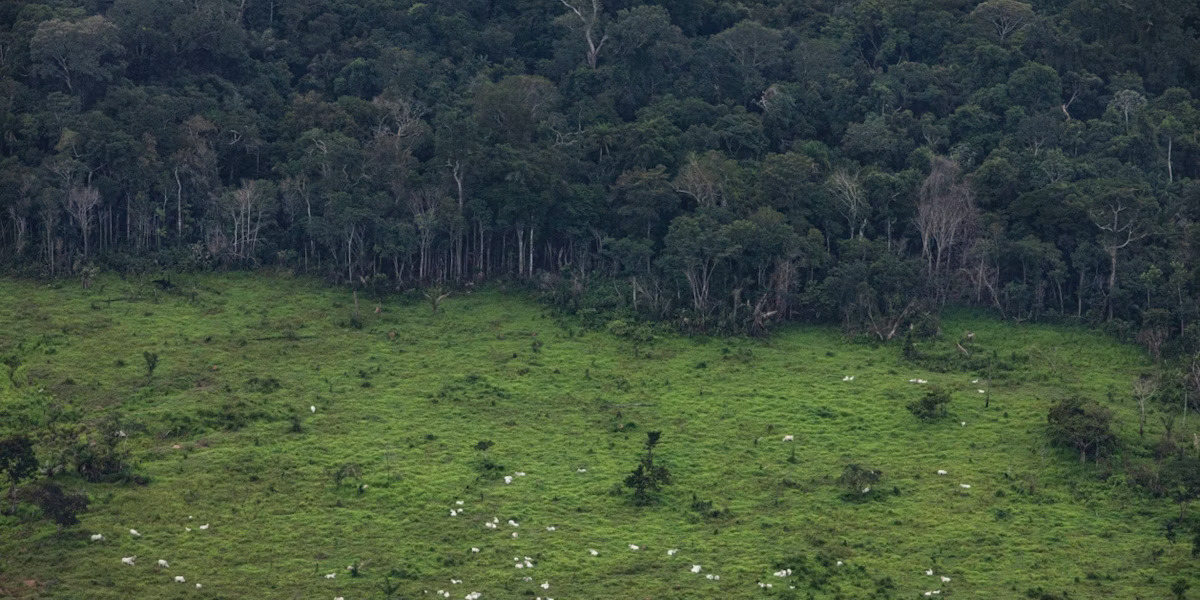 EU Faces Backlash Over Delay in Landmark Deforestation Law, Raising Climate Concerns