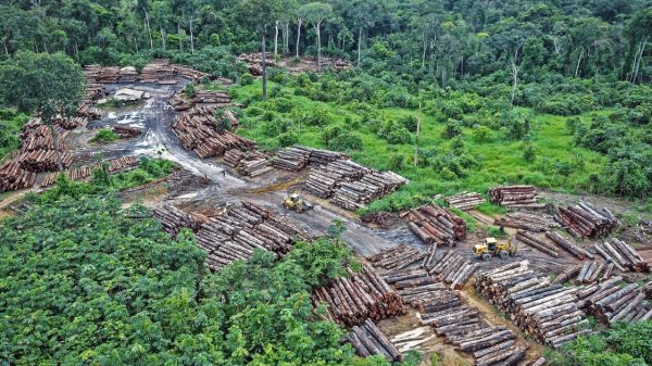 EU Faces Backlash Over Delay in Landmark Deforestation Law, Raising Climate Concerns