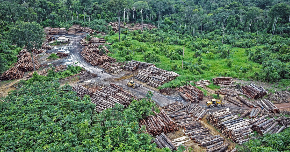 EU Faces Backlash Over Delay in Landmark Deforestation Law, Raising Climate Concerns