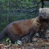 Fisher Sighted in Pennsylvania for the First Time in Over a Century, Celebrating a Rare Wildlife Comeback