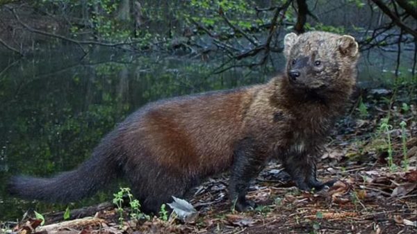 Fisher Sighted in Pennsylvania for the First Time in Over a Century, Celebrating a Rare Wildlife Comeback