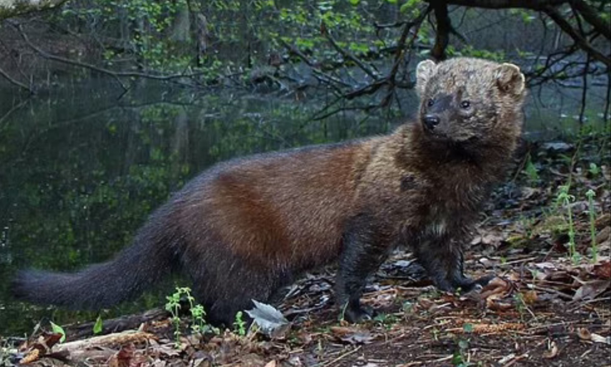 Fisher Sighted in Pennsylvania for the First Time in Over a Century, Celebrating a Rare Wildlife Comeback