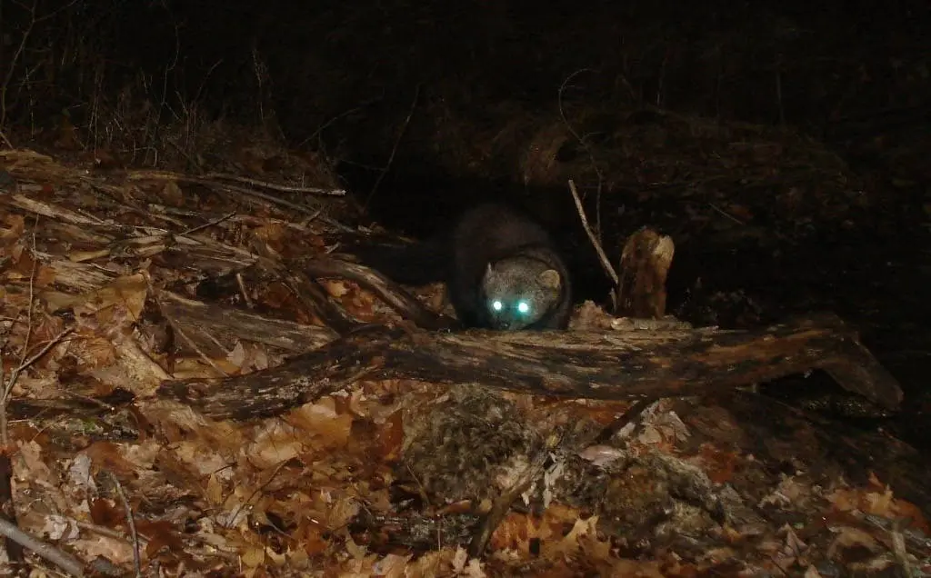 Fisher Sighted in Pennsylvania for the First Time in Over a Century, Celebrating a Rare Wildlife Comeback