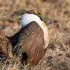 Biden Administration Proposes Stricter Energy Development Rules to Protect Sage Grouse Habitat