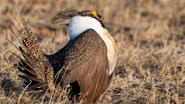 Biden Administration Proposes Stricter Energy Development Rules to Protect Sage Grouse Habitat