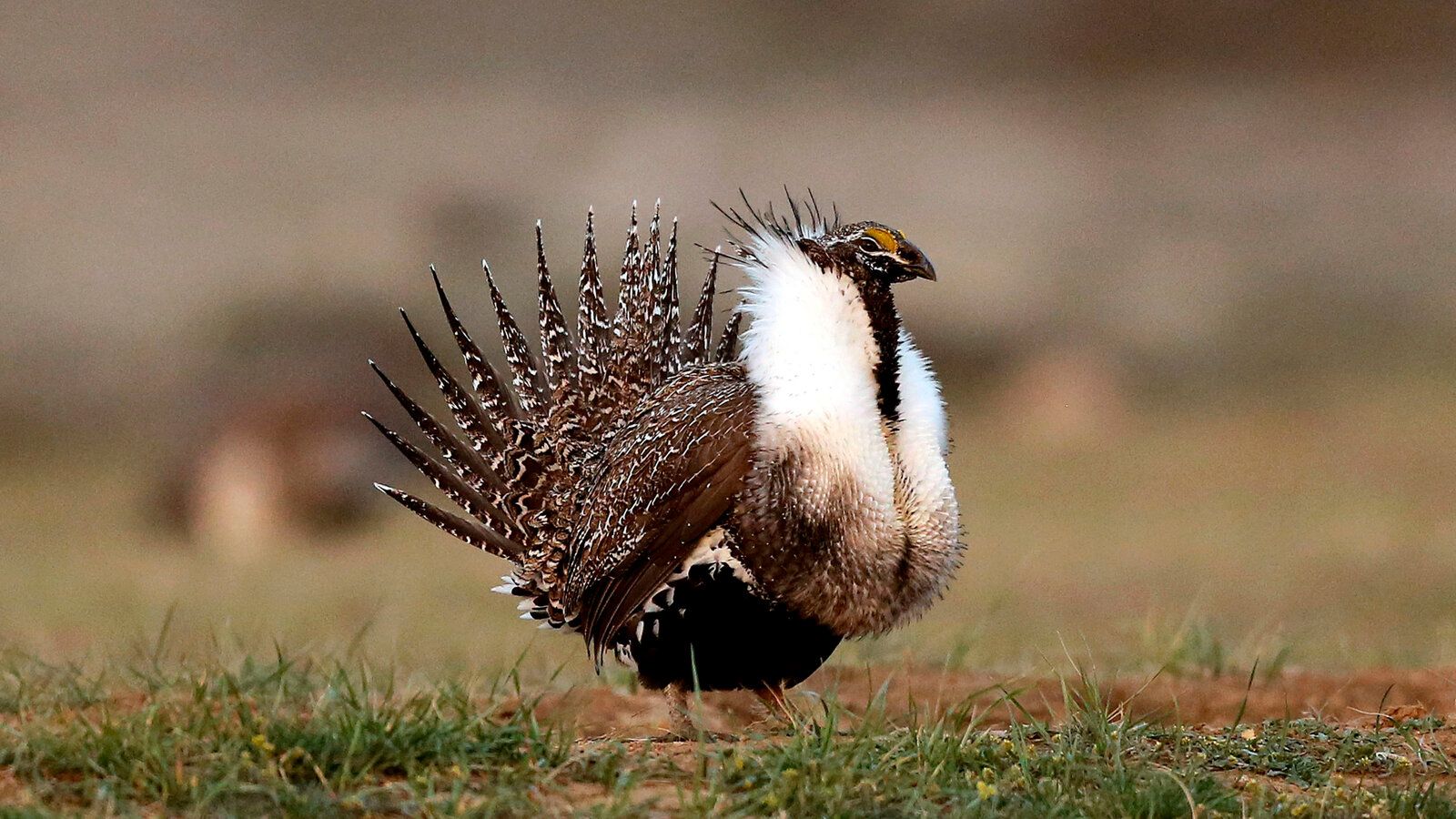 Biden Administration Proposes Stricter Energy Development Rules to Protect Sage Grouse Habitat