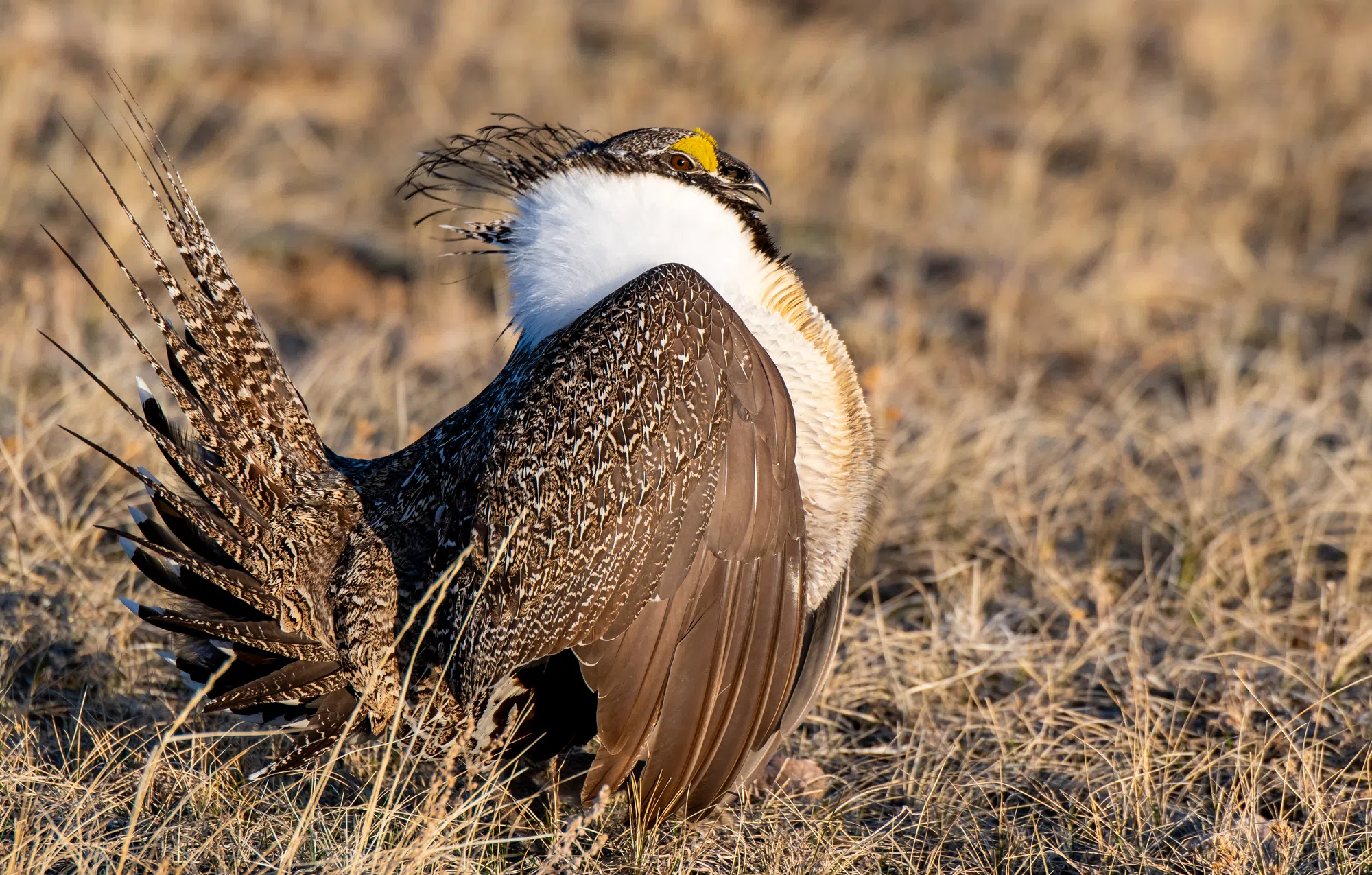 Biden Administration Proposes Stricter Energy Development Rules to Protect Sage Grouse Habitat