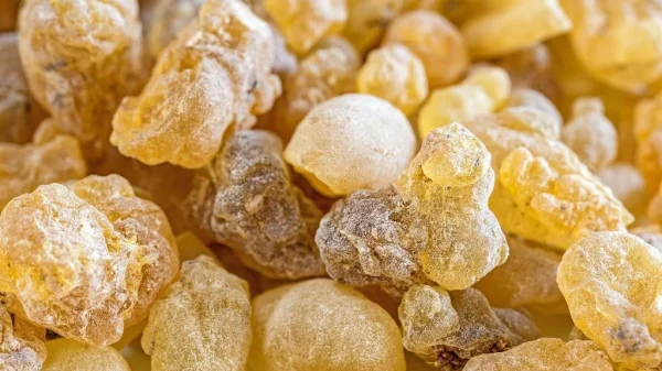 Asli Maydi Faces U.S. Sanctions Over Allegations of Forced Labor Practices in Frankincense Production