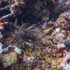 Local Efforts Combat Invasive Lionfish Threatening Tela Bay's Vibrant Marine Ecosystem in Honduras