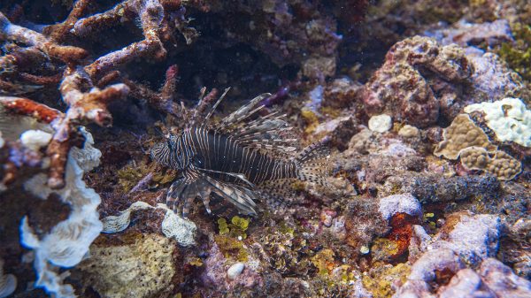 Local Efforts Combat Invasive Lionfish Threatening Tela Bay's Vibrant Marine Ecosystem in Honduras