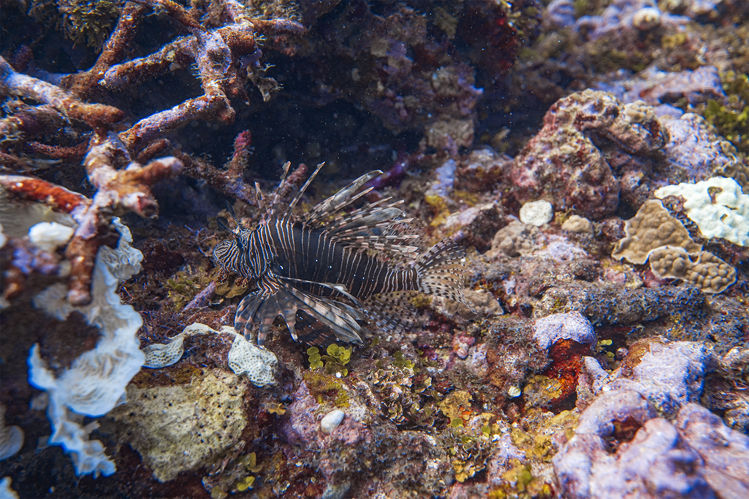 Local Efforts Combat Invasive Lionfish Threatening Tela Bay's Vibrant Marine Ecosystem in Honduras