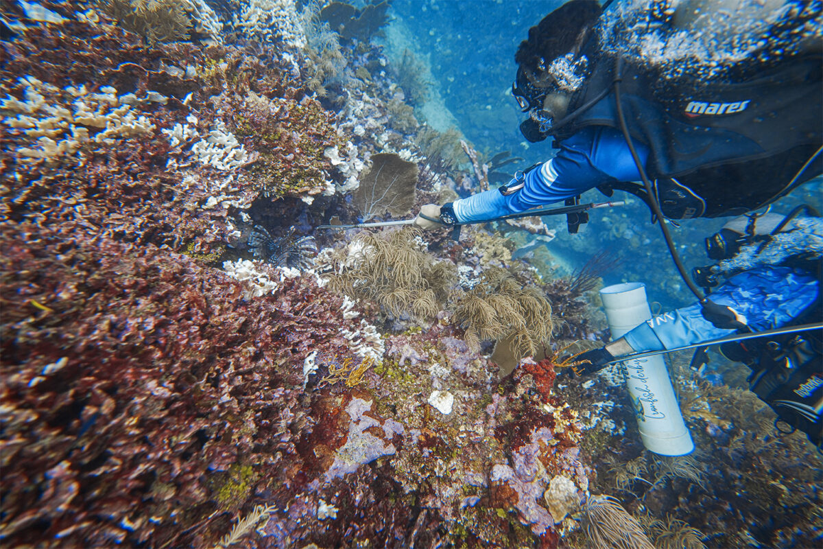 Local Efforts Combat Invasive Lionfish Threatening Tela Bay's Vibrant Marine Ecosystem in Honduras