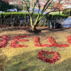 Man Pays Emotional Tribute to Late Dog Bella with Heartfelt Leaf Arrangement