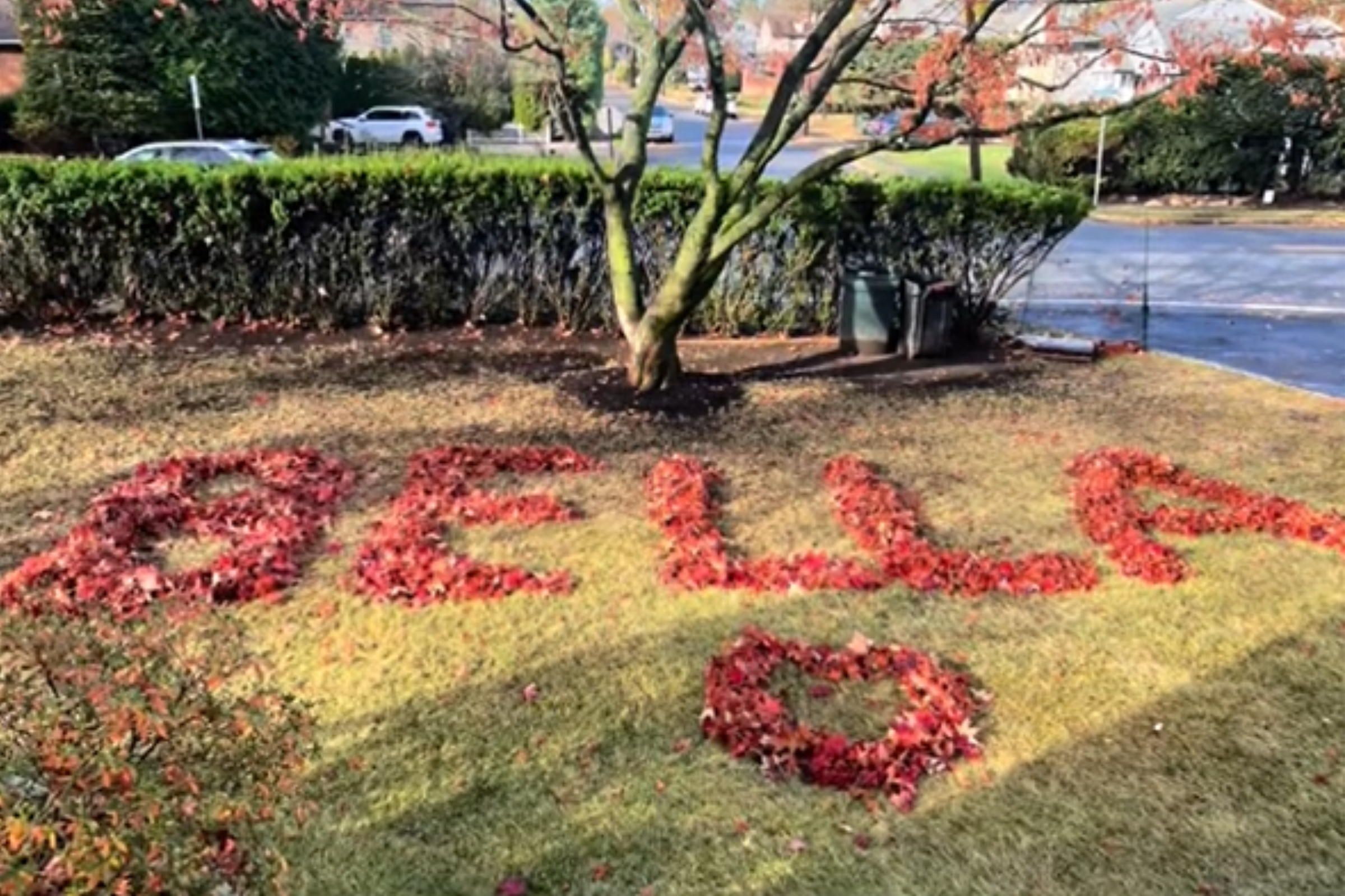 Man Pays Emotional Tribute to Late Dog Bella with Heartfelt Leaf Arrangement