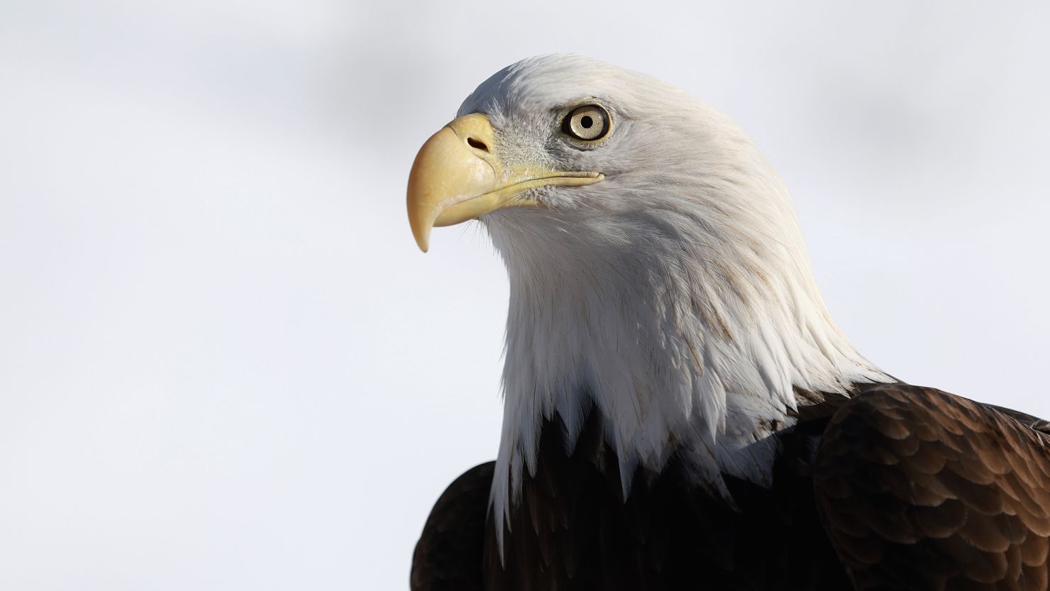 Bald Eagle Becomes U.S. National Bird After Biden Signs Legislation, Correcting Historic Oversight