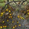 Florida’s Citrus Industry Faces Historic Decline Due to Disease and Hurricanes