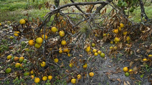 Florida’s Citrus Industry Faces Historic Decline Due to Disease and Hurricanes