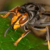 Murder Hornets’ Eradicated in U.S., Marking Victory Over Invasive Threat to Pollinators