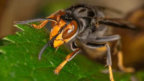 Murder Hornets’ Eradicated in U.S., Marking Victory Over Invasive Threat to Pollinators