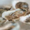 Norovirus Outbreak Linked to Raw Oysters at Los Angeles Times’ Restaurant Event, 80 Affected