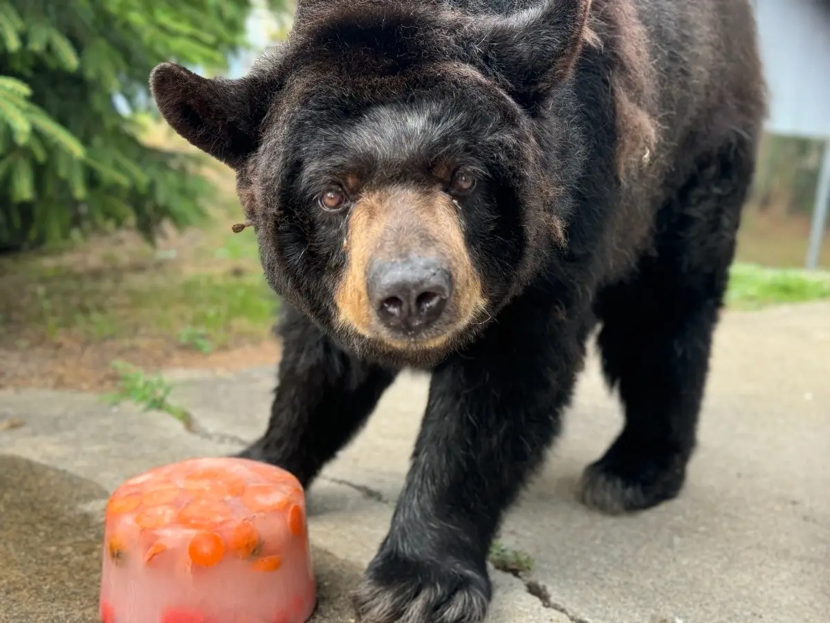 Protests Erupt in Holtsville Over Alleged Neglect Leading to Honey the Bear’s Death